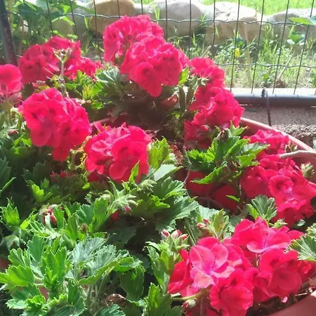 Ferdinanda Costa Rei, Sardegna * Costa Rei