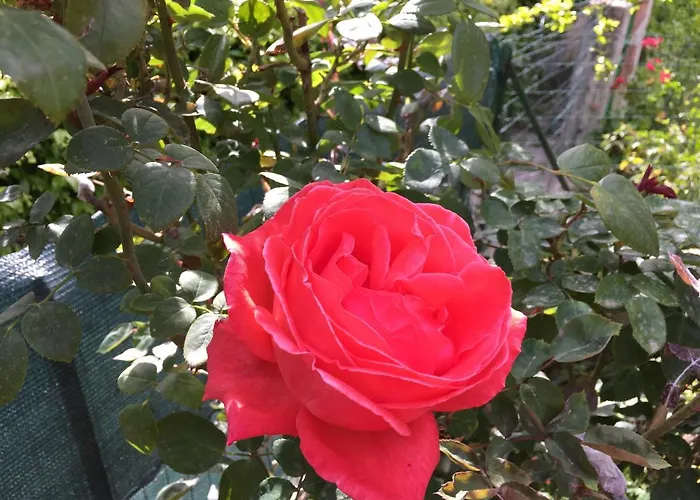 Ferdinanda Costa Rei, Sardegna